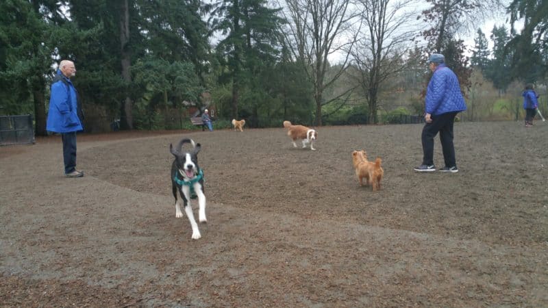 Dog parks near me - 14 Seattle off-leash areas | Doggie ...
