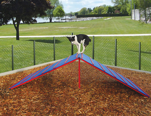 Dog agility training – not for competition