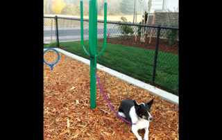 Dog Agility Equipment Seattle-Tacoma area - Hitching Post for dogs waiting to do their thing!