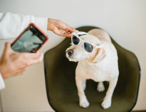 The Best Apps for Empowering New Pet Parents