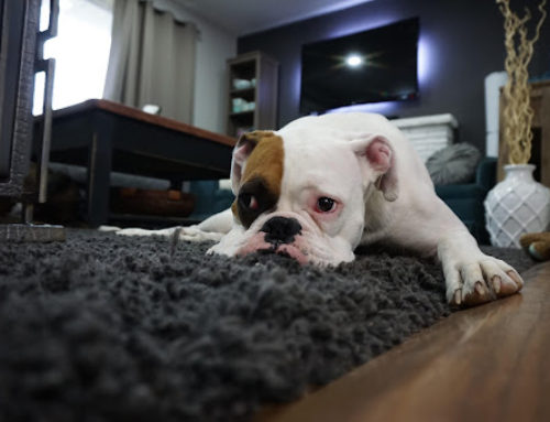 How to Help Your Pet Acclimate  After Your Move